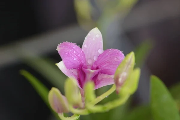 Orchidea Virág Található Thaiföldön — Stock Fotó