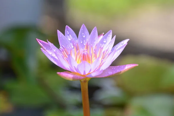 Fleur Lotus Pourpre Dans Parc Thaïlande — Photo