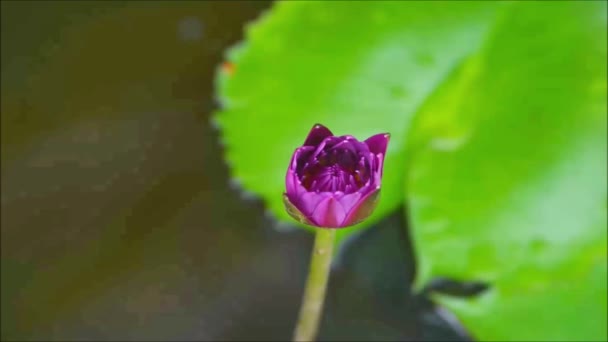 Lotus Växt Och Blomma Bangkok Thailand — Stockvideo