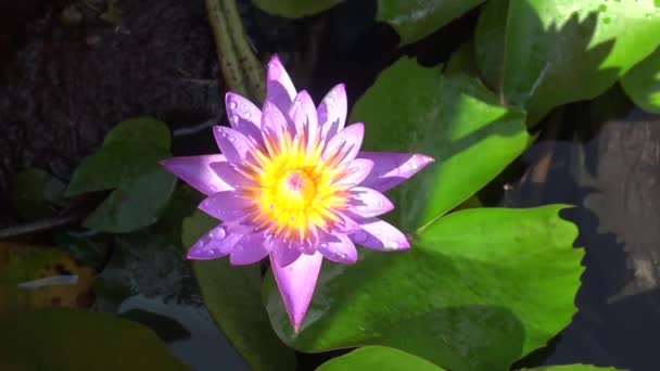 Lotus Planten Bloemen Bangkok Thailand — Stockvideo