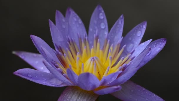 Lotus Plante Fleur Thaïlande — Video
