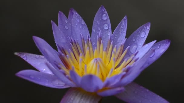 Lotus Plante Flori Bangkok Thailanda — Videoclip de stoc