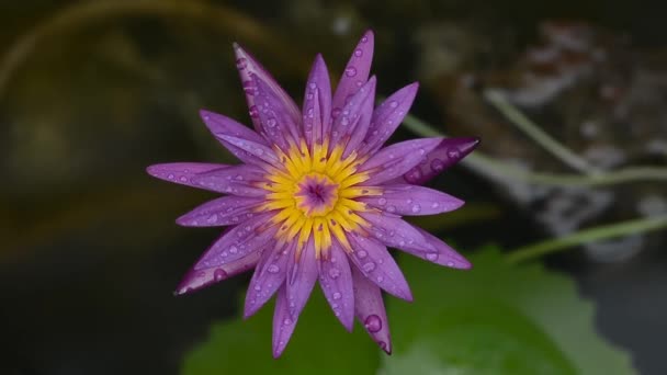 Lotuspflanze Und Blüte Bangkok Thailand — Stockvideo