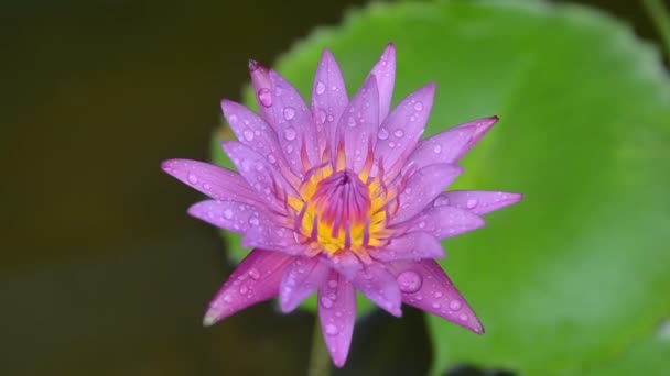 Lotus Plant Flower Bangkok Thailand — Stock Video