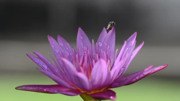 Lotuspflanze Und Blüte Bangkok Thailand — Stockvideo