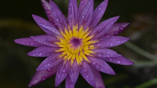 Lotus Växt Och Blomma Bangkok Thailand — Stockvideo