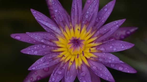 バンコク タイの蓮の植物と花 — ストック動画
