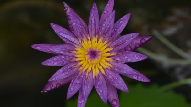 Lotuspflanze Und Blüte Bangkok Thailand — Stockvideo