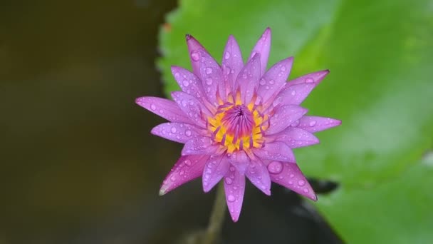 バンコク タイの蓮の植物と花 — ストック動画