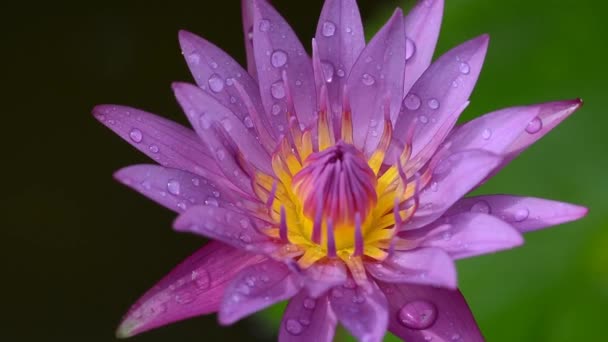 Рослина Квітка Лотоса Банґкоку Таїланд — стокове відео