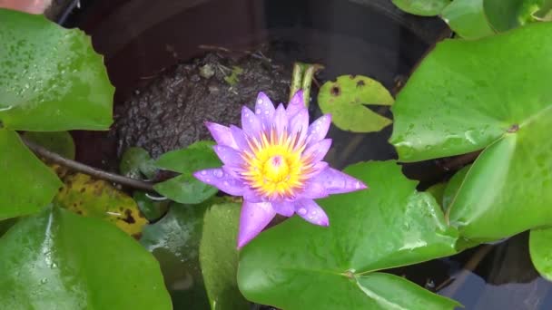 Lotus Plant Flower Bangkok Thailand — Stock Video