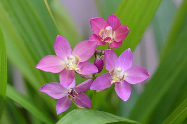 Foto Ravvicinata Del Fiore Del Orchid — Foto Stock