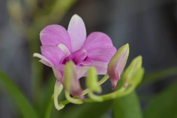 Közelkép Orchidea Virág — Stock Fotó