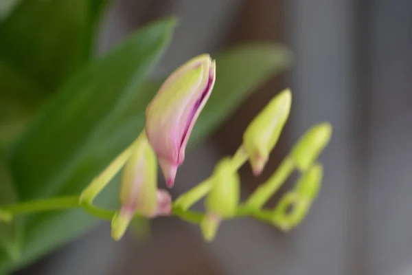 Közelkép Orchidea Virág — Stock Fotó