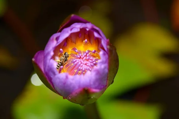 Zamknij Zdjęcie Kwiatu Lotosu — Zdjęcie stockowe