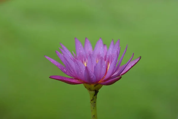 Zavřít Fotografii Lotosového Květu — Stock fotografie
