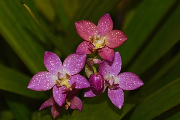 Közelkép Orchidea Virág — Stock Fotó