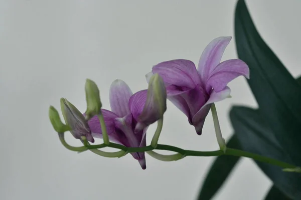 Közeli Fotózás Egy Orchidea Virág — Stock Fotó