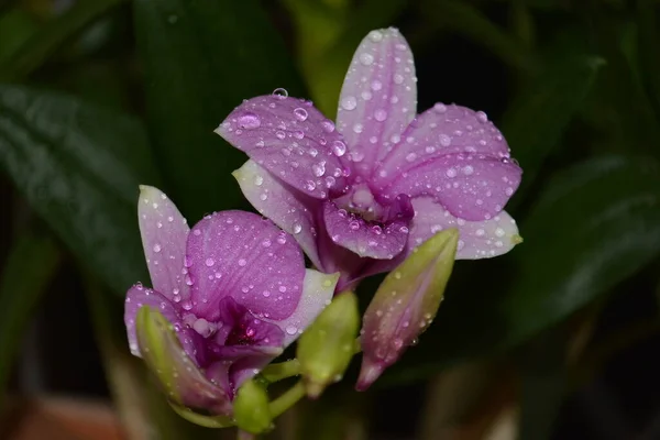 Close Photography Orchid Flower — Stock Photo, Image