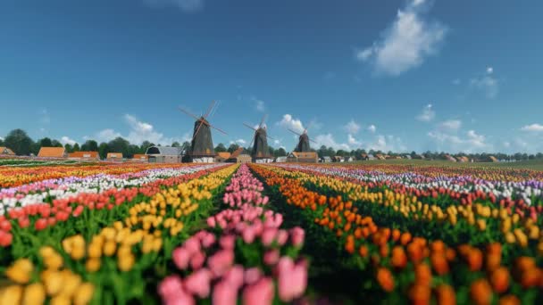 Campo de tulipanes contra hermoso cielo, 4k y molinos de viento holandeses — Vídeo de stock