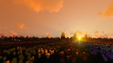 Hollanda yel değirmenleri ve bike lale güzel günbatımı, 4 k karşı olan bir alana tarih ridding dostum