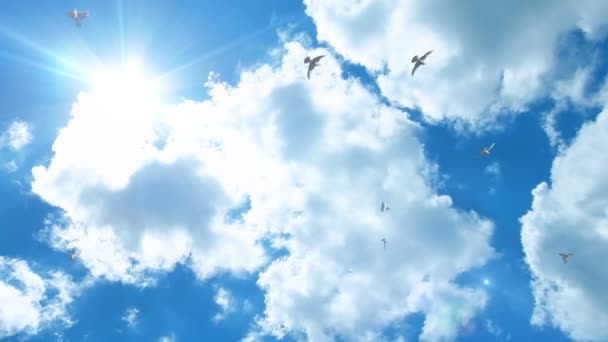 Pombos Voando Contra Céu Azul Lindo Diminuir Zoom — Vídeo de Stock