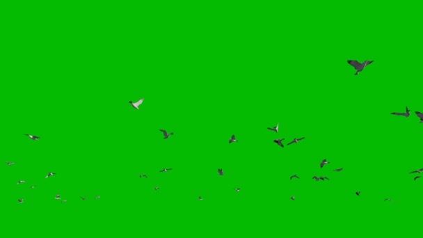 Seagulls Flying Green Screen — Stock Video