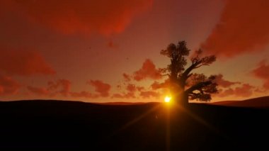 Güzel gün batımı, 4k karşı Afrika baobap ve kuş uçan