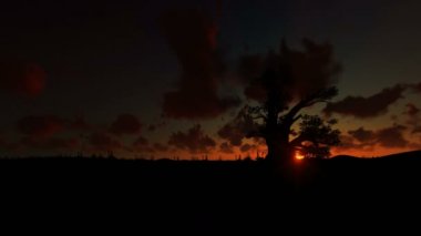 Güzel Timelapse gündoğumu, 4k karşı Afrika baobap ve kuş uçan