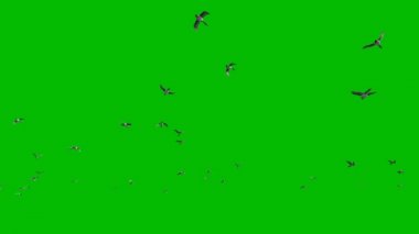 Yeşil ekran, 4 k karşı uçan ördek