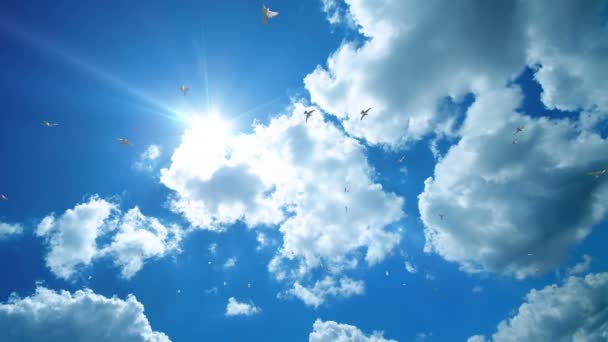 Holubi létající proti krásné modré obloze, 4k — Stock video