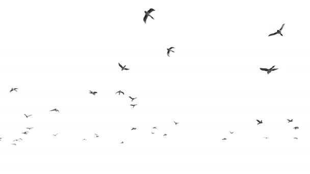 Качок flying проти білого, 4 к — стокове відео