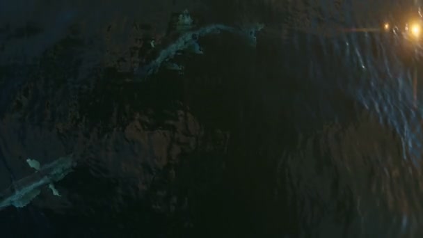 Squali che nuotano con riflessi di sole sull'acqua, 4K — Video Stock