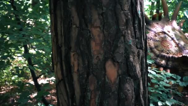 Close up of Styracosaurus dinosaur in wild forest, panning behind tree, slow motion — Stock Video