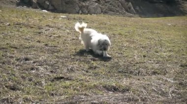 Bir kemik ile yavaş oynayan beyaz dağ köpek