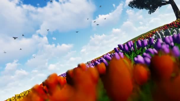Поле тюльпанів проти блакитного неба з голубами, що літають і старий дуб, камера обертається — стокове відео