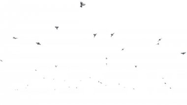 Beyaz, 4 k karşı uçan güvercinler