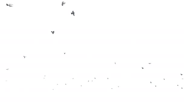 Περιστέρια που πετούν ενάντια στο λευκό, 4k — Αρχείο Βίντεο