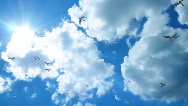 Güzel mavi gökyüzü karşı uçan, kaydırma ördekler — Stok video