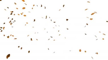 Sonbahar Leafs beyaz arka planı, 4 k uçan