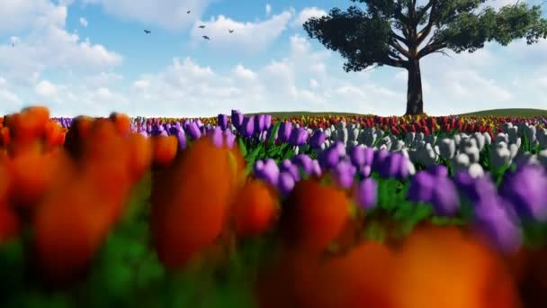 Gebied Van Tulpen Tegen Blauwe Hemel Met Duiven Vliegen Oud — Stockvideo