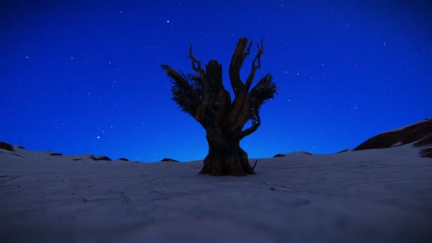 Árbol Contra Cielo Estrellado Nevando Batea — Vídeo de stock