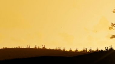 Afrika baobap ve güzel sabah güneş karşı uçan, kaydırma kuşlar