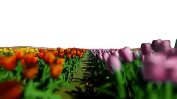 Gebied van tulpen, camera vliegen voorbij, op wit — Stockvideo