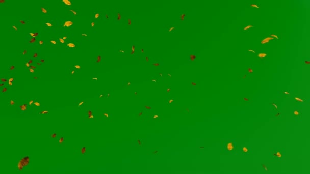 Jesienią liście pływające przeciwko zielony ekran Chroma Key, 4k — Wideo stockowe