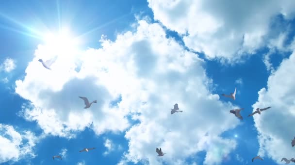 Möwen Fliegen Vor Blauem Himmel Verkleinern — Stockvideo
