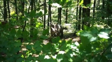 Triceratops dinozor bir vahşi ormanda ağır çekim
