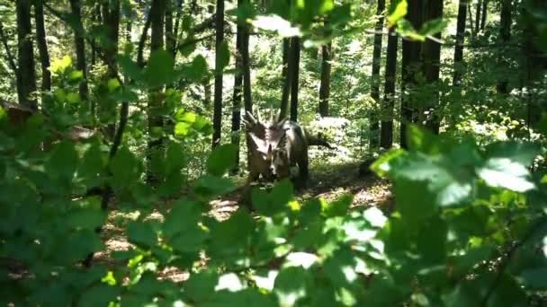 Dinosaure Tricératops Dans Une Forêt Sauvage Slow Motion — Video