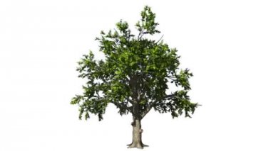 Rüzgar Dikişsiz döngü içinde meşe ağacı, beyaz karşı