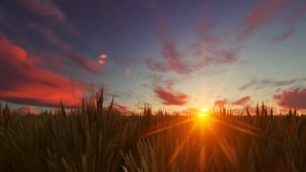 Campo de trigo contra la hermosa puesta de sol — Vídeos de Stock